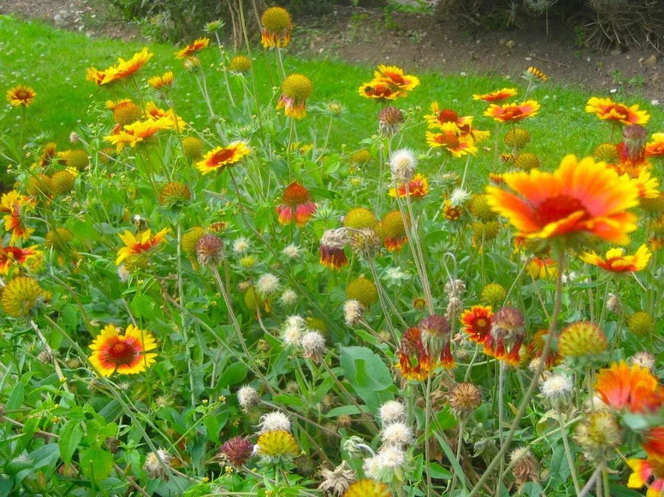 Gardening - Seeds & Starts - Mountain Made Mercantile