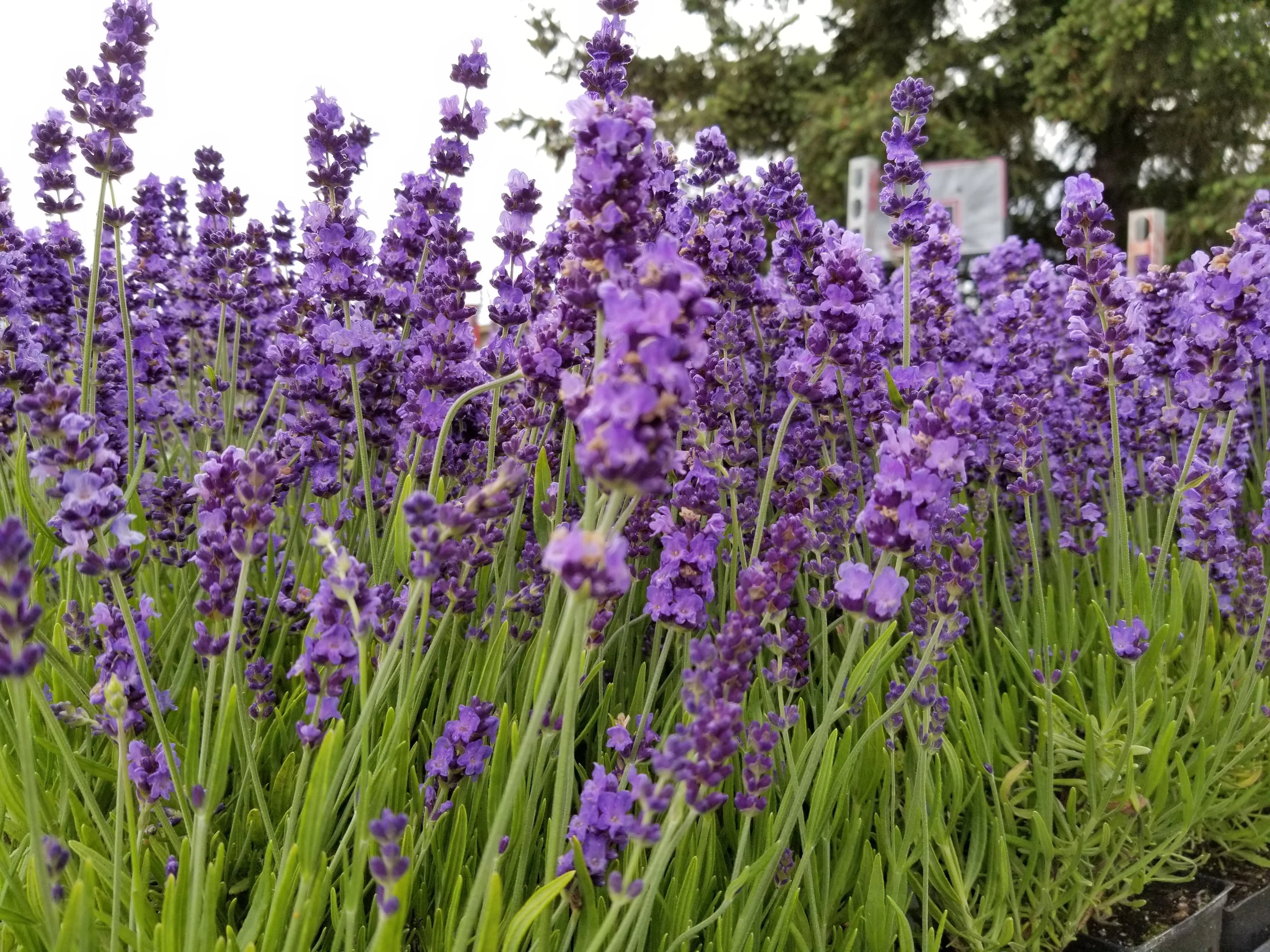 Lavender Live Plant "Hidcote" Lavender 2.5QT Size Pot 18 Live Plants