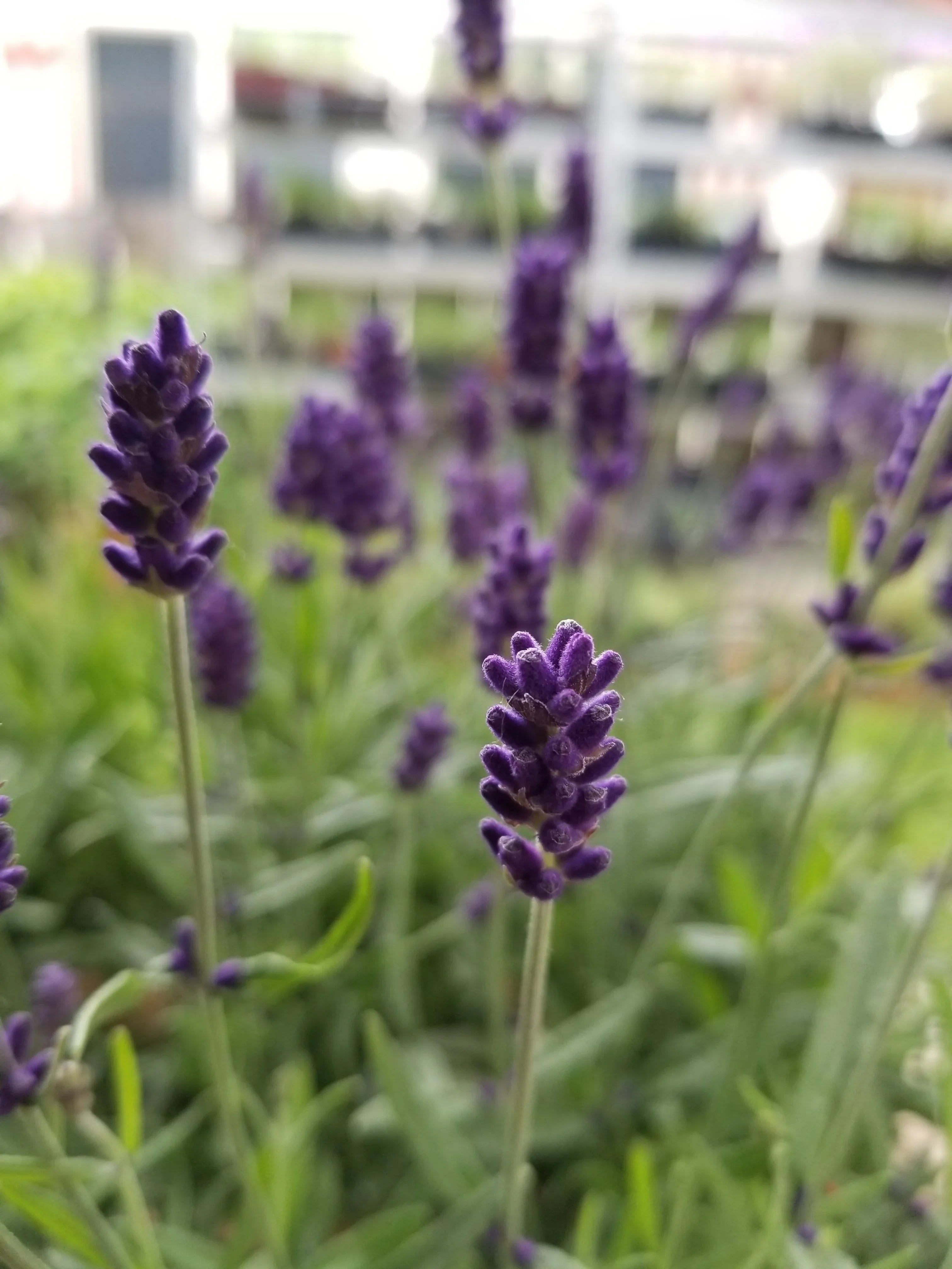 Lavender Live Plant "Hidcote" Lavender 2.5QT Size Pot 2 Live Plants