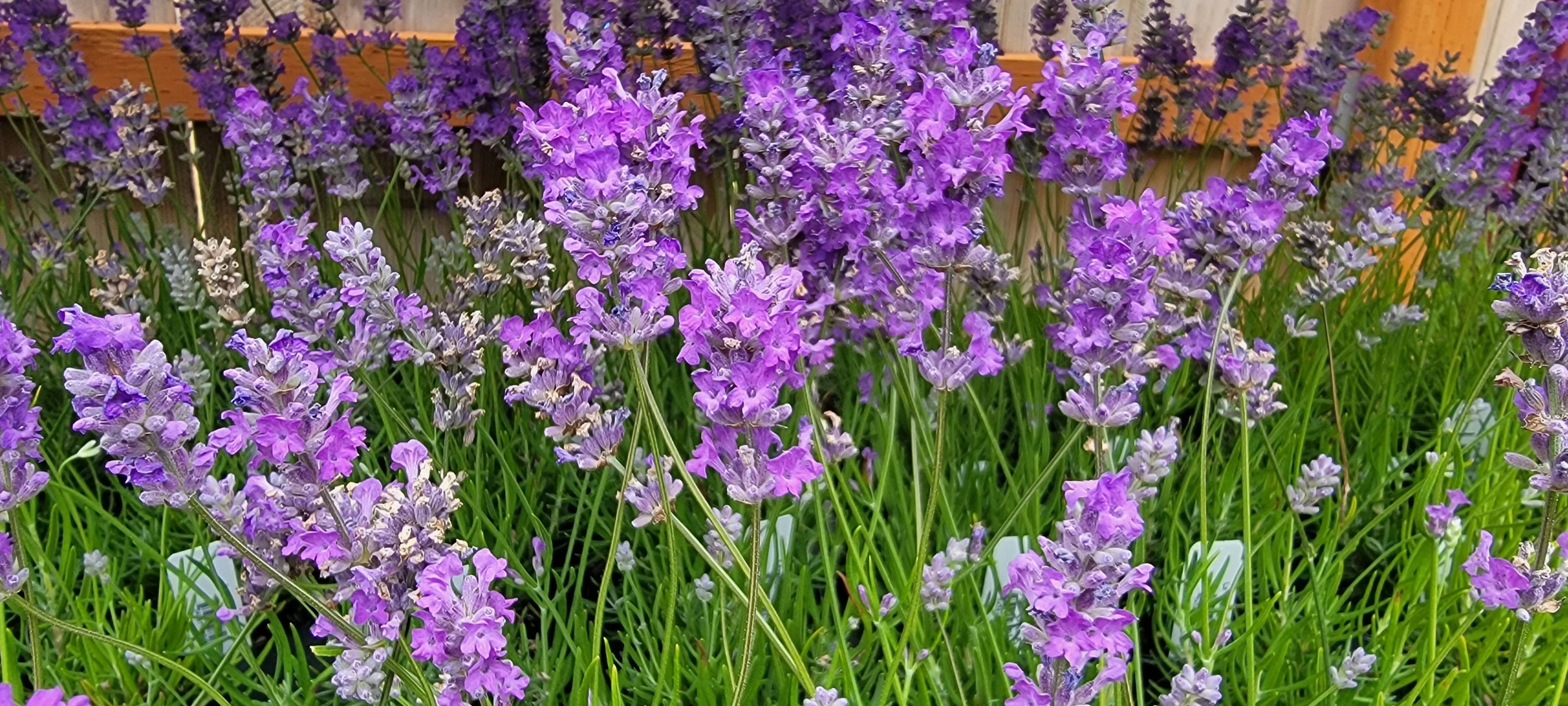 Lavender Live Plant Royal Velvet Herb 3.5" Size Pot 2.5QT Size Pot