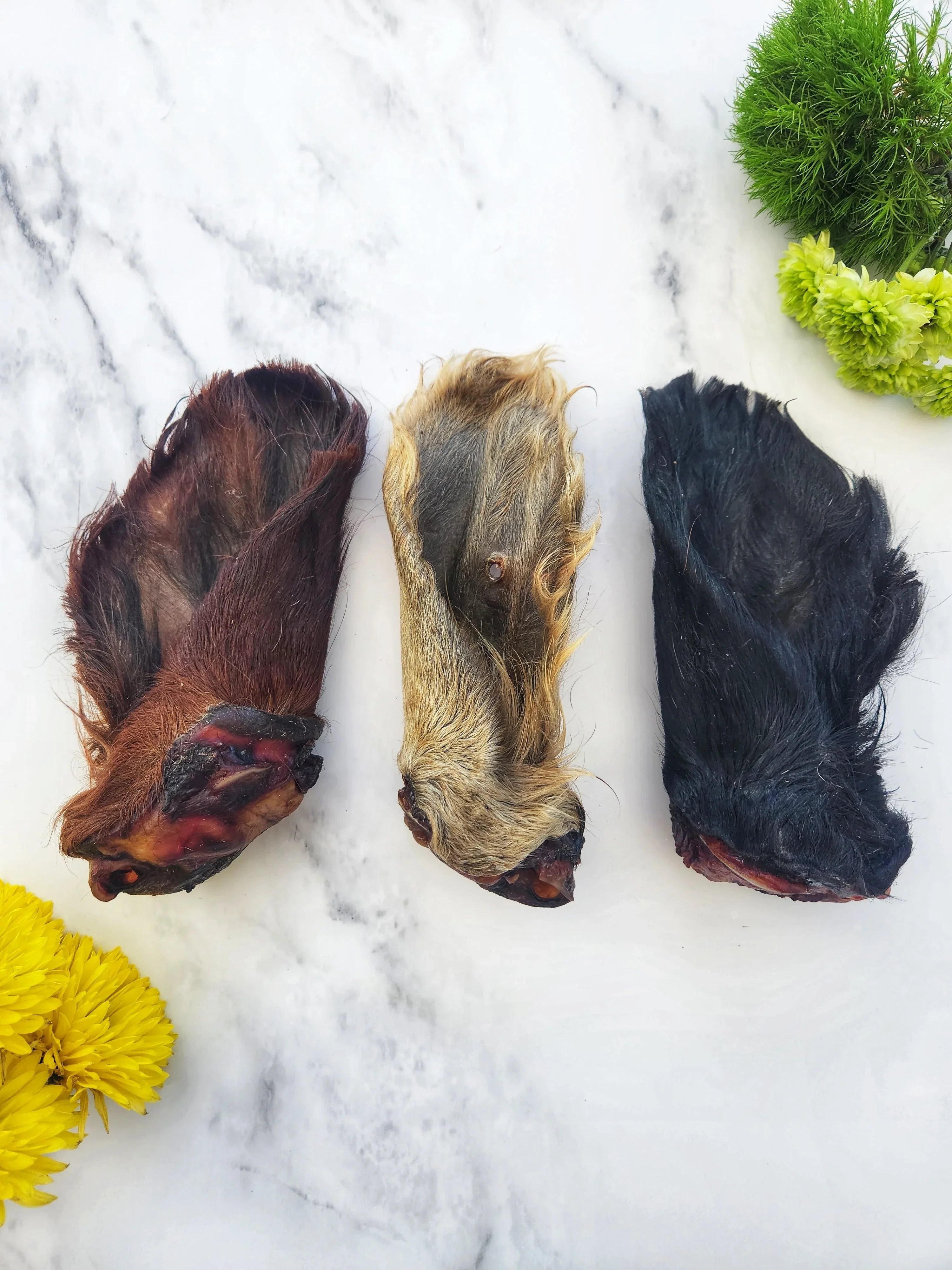 Dehydrated Beef Ear with Hair for Cats & Dogs — All-Natural | Raw Instincts Florida