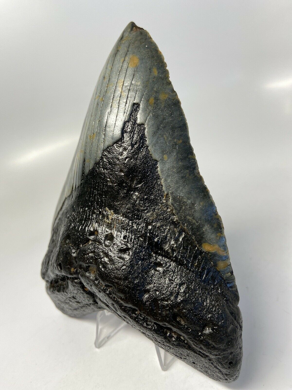 Megalodon Shark Tooth For Sale Giant Exinct Large 6" Long