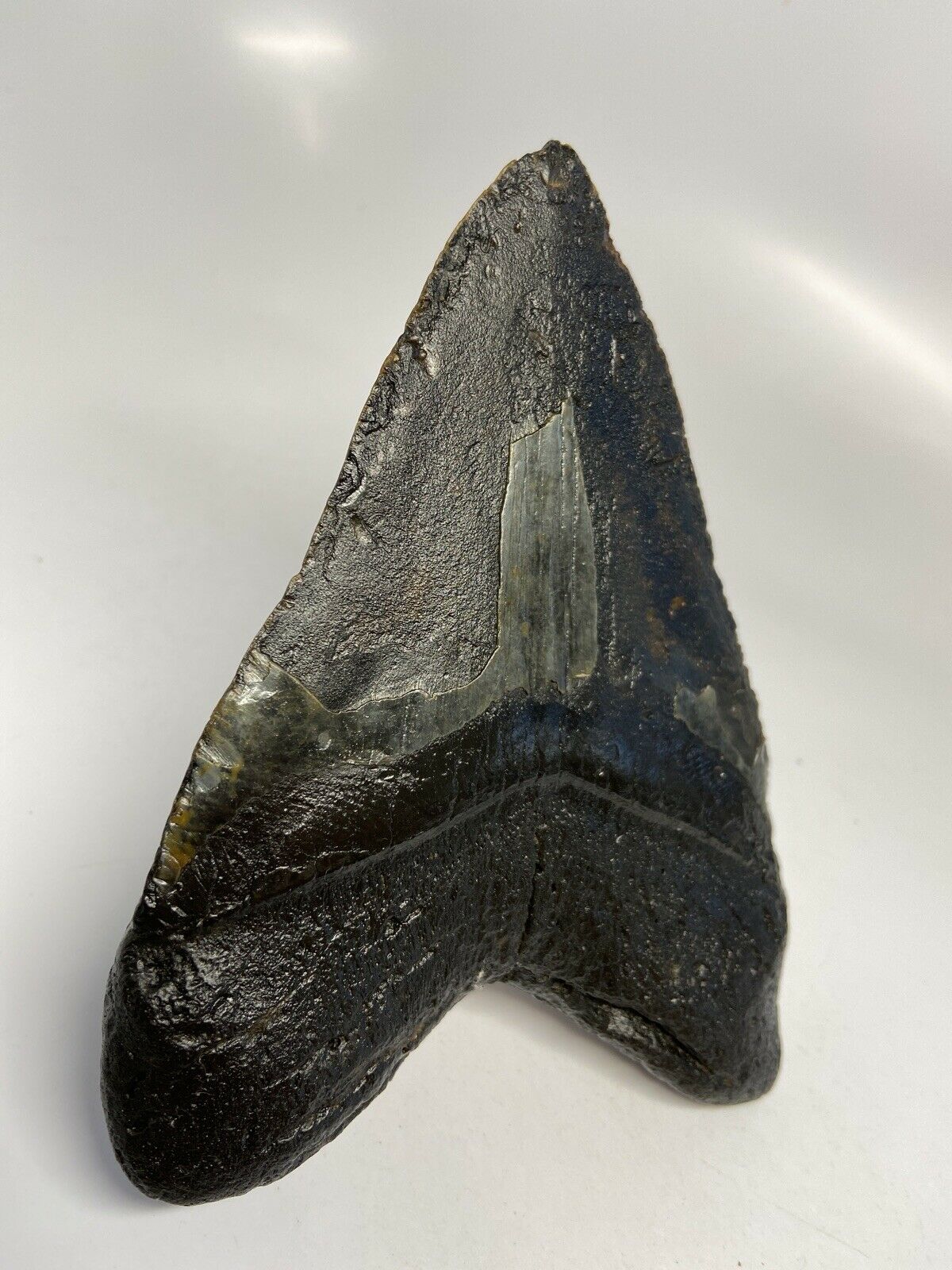 Megalodon Shark Tooth For Sale Giant Exinct Large 6" Long
