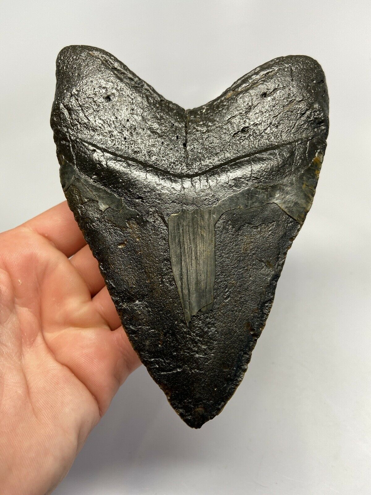Megalodon Shark Tooth For Sale Giant Exinct Large 6" Long