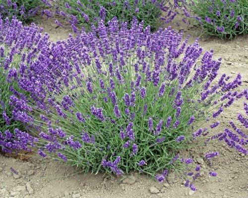 Lavender Live Plant Royal Velvet Herb 3.5" Size Pot 4" Size Pot