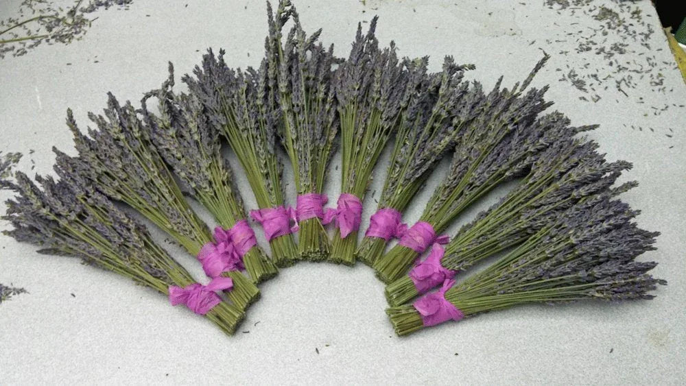 Lavender Small Dried Bundles 8" to 10" - Pack of 10