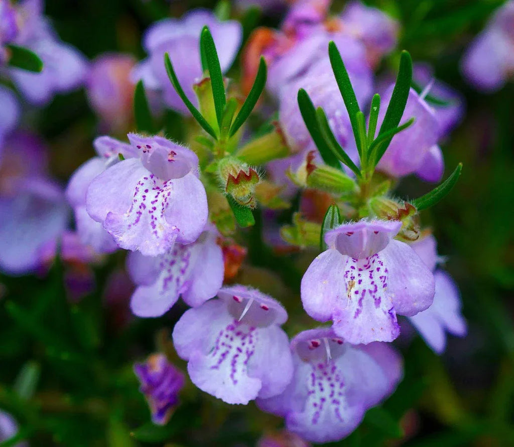 Rosemary Live Plant Arp 4" Size Pot