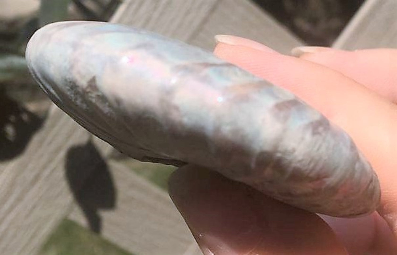 Ammonite Old Mollusk Jurassic Genuine Fossil