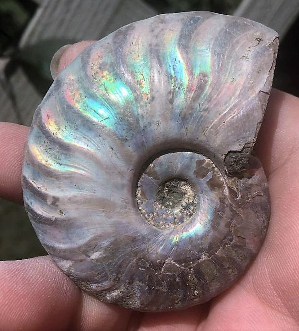 Ammonite Old Mollusk Jurassic Genuine Fossil