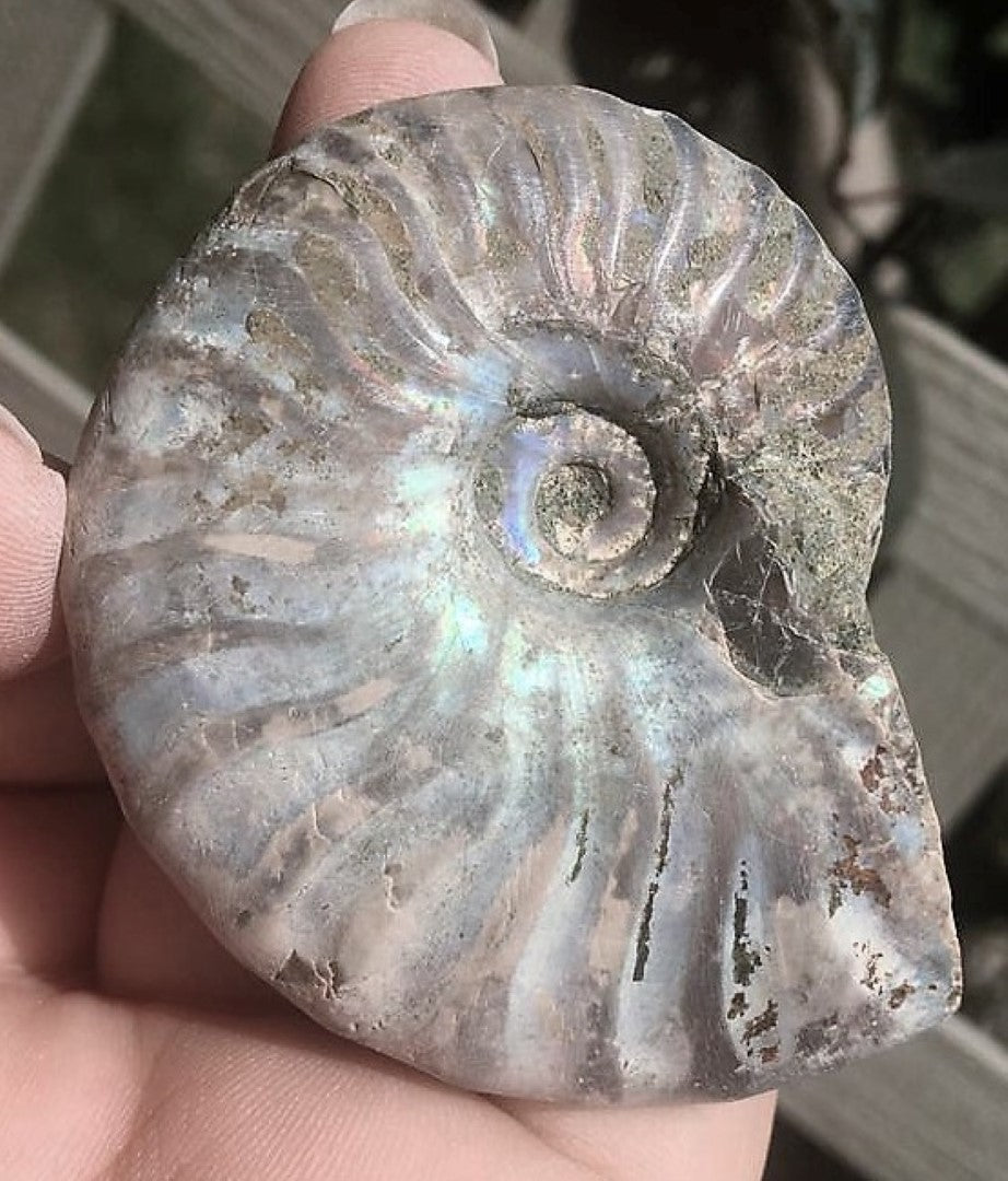 Ammonite Old Mollusk Jurassic Genuine Fossil