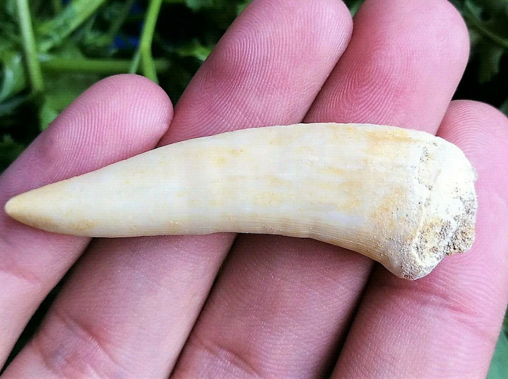 Enchodus Extinct Fish Lot of 3 Teeth Prehistoric Sabertooth Herring Fossil