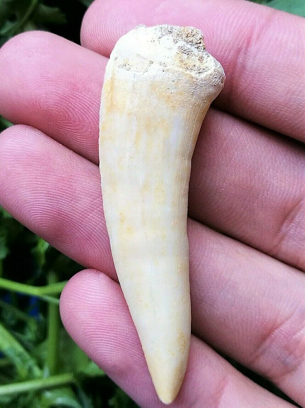 Enchodus Sabertooth Herring Extinct Fish Tooth Genuine Fossil