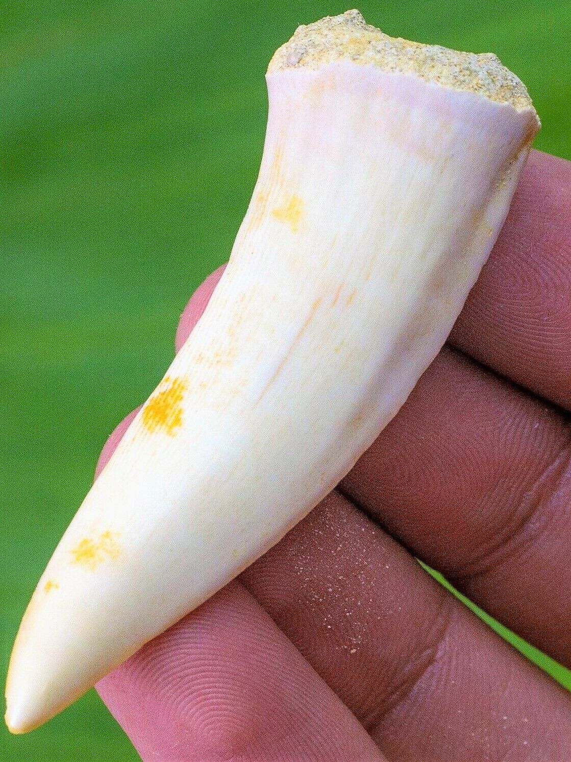 Enchodus Sabertooth Herring Extinct Fish Tooth Genuine Fossil