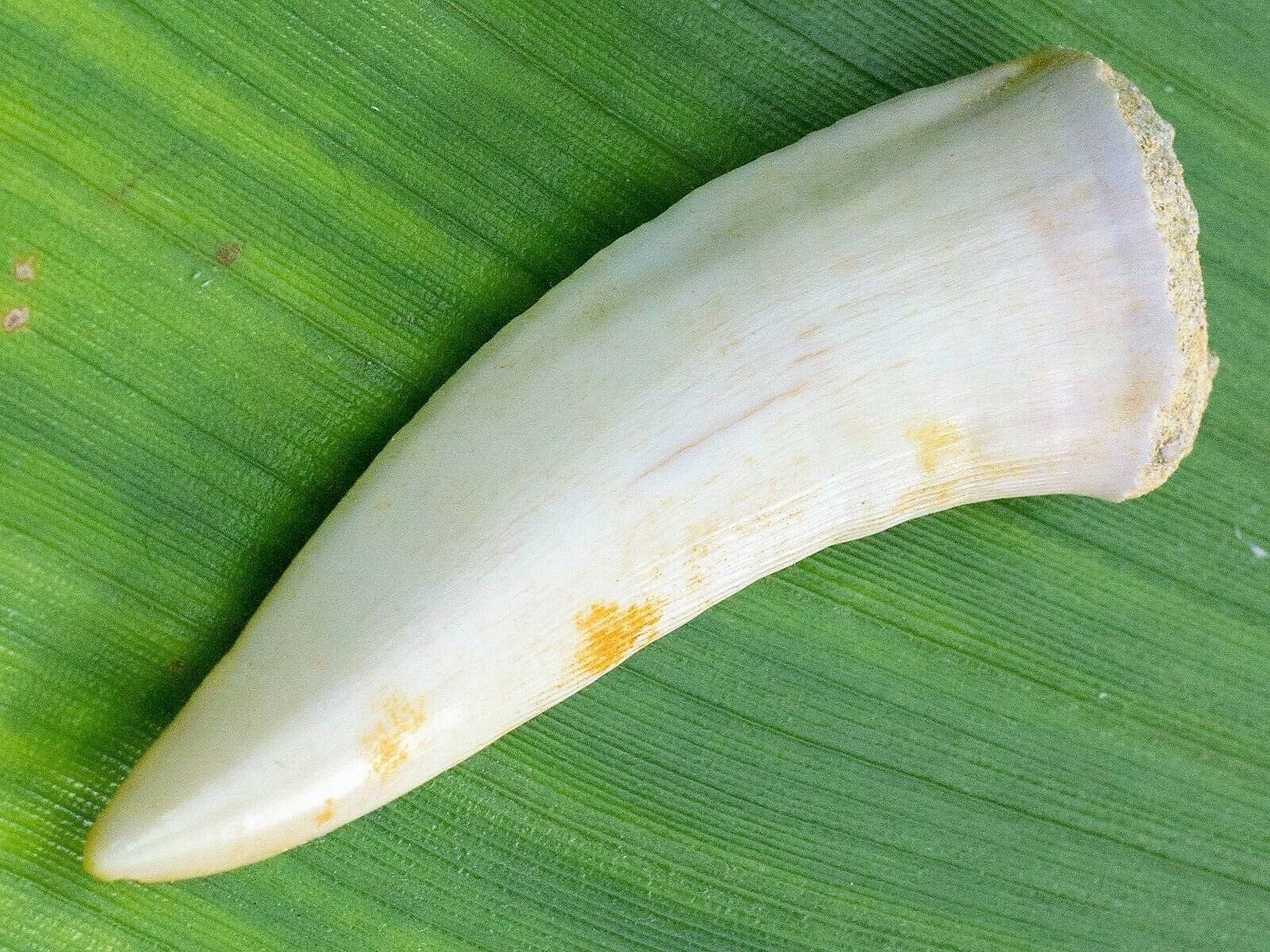 Enchodus Sabertooth Herring Extinct Fish Tooth Genuine Fossil