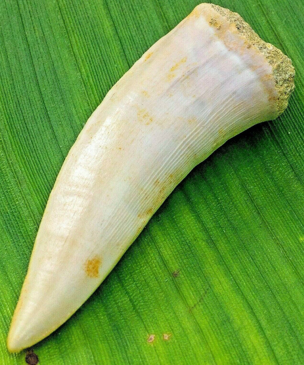 Enchodus Sabertooth Herring Extinct Fish Tooth Genuine Fossil