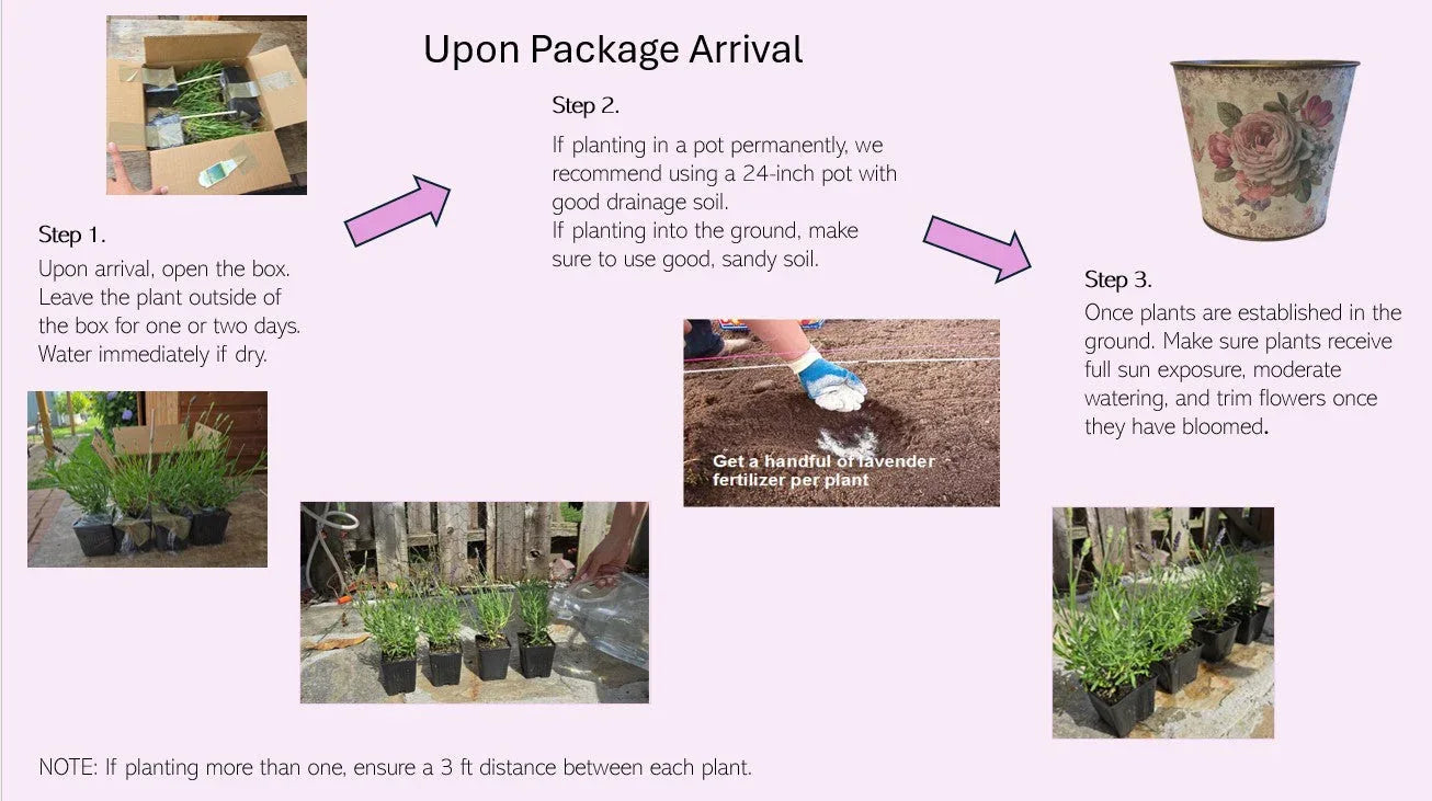 Lavender Live Plant "Sensational" - 4" Size Pot