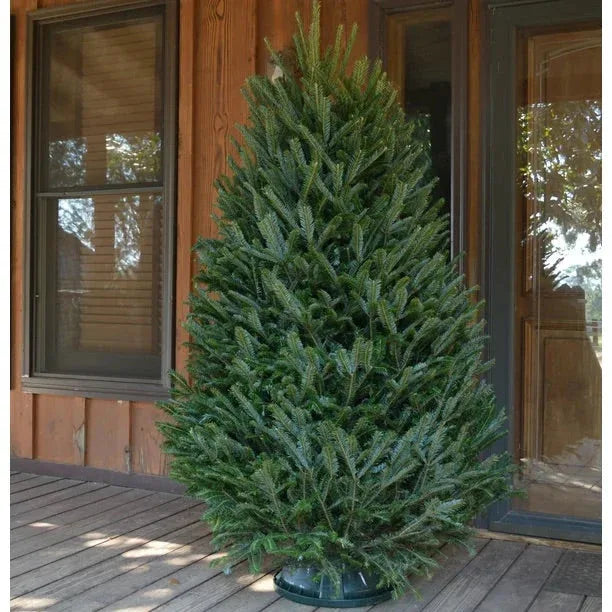 Real Christmas Trees Delivered 6 Foot Premium Fraser Fir