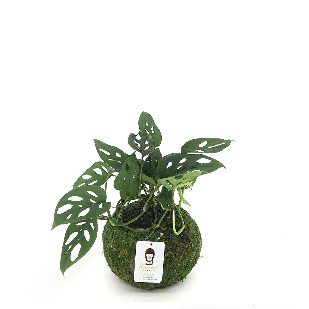 Monstera Adansonii | Moss Ball Kokedama Large
