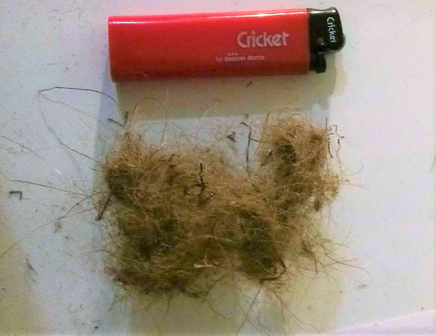 Siberian Mammoth Real Fossilized Hair Sample, 1 Gram Wool Extract