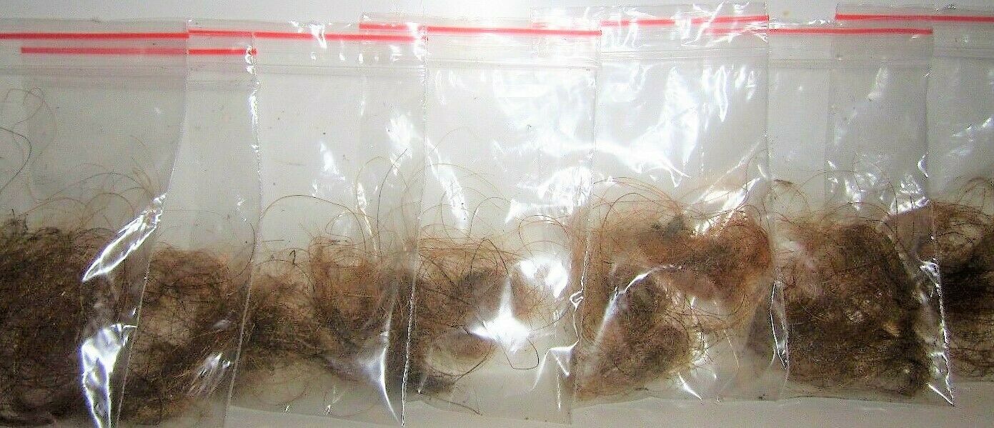 Woolly Mammoth Real Fossilized Hair Sample, Medium Sized Genuine Extract