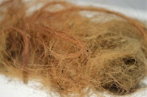 Woolly Mammoth Real Fossilized Hair Sample, Medium Sized Genuine Extract