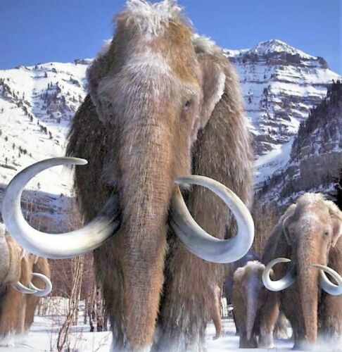 Woolly Mammoth Real Fossilized Hair Sample, Medium Sized Genuine Extract