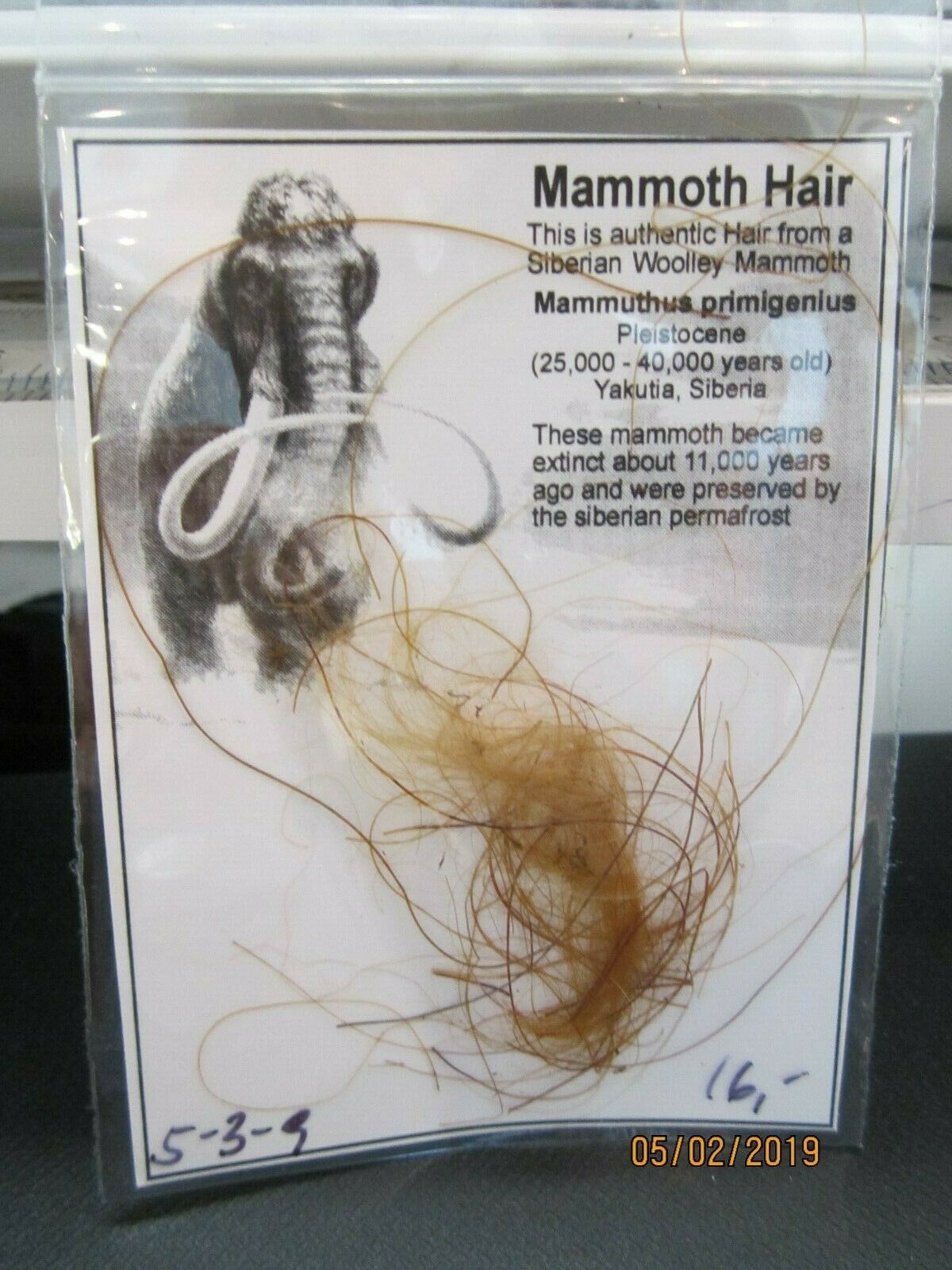 Woolly Mammoth Real Fossilized Hair Sample, Small Genuine Extract