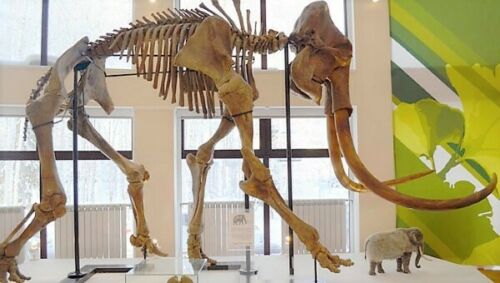 Siberian Mammoth Real Fossilized Hair Sample, 1 Gram Wool Extract