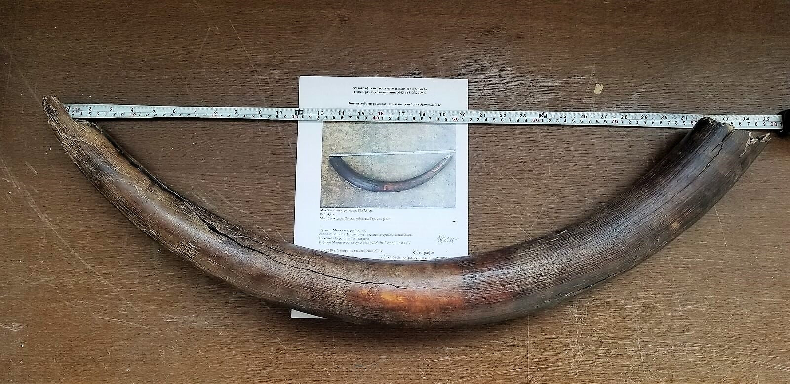Mammoth Tusk Bone Genuine Fossil (Siberian Steppe Mammoth)