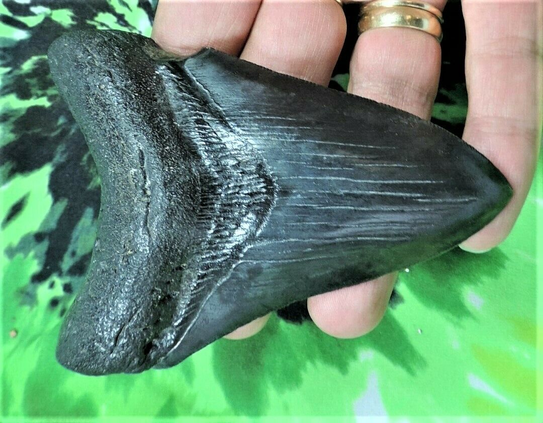 Megalodon Real Extinct Shark Tooth Genuine Serrated Large 4" Long