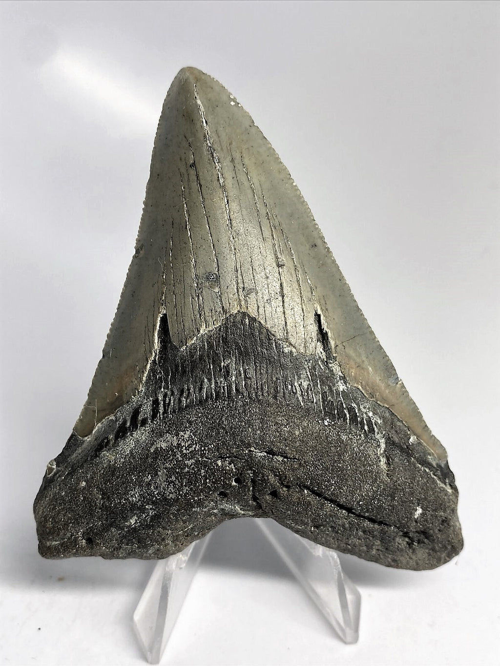 Megalodon Real Extinct Shark Tooth Genuine Serrated Large 4" Long
