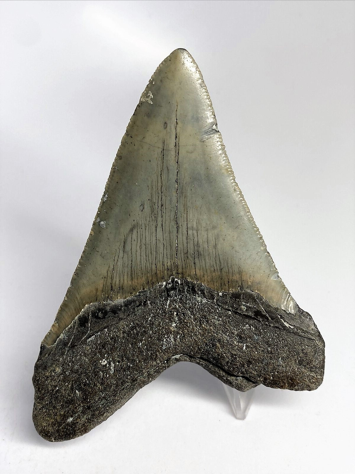 Megalodon Real Extinct Shark Tooth Genuine Serrated Large 4" Long