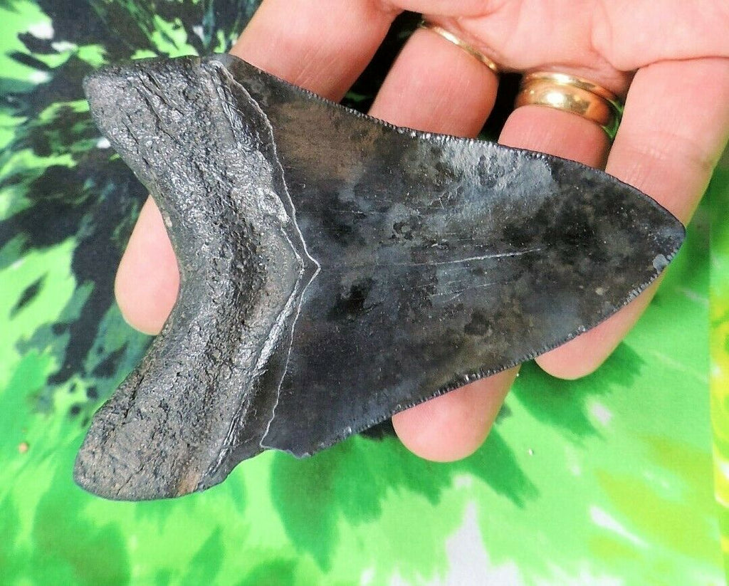 Megalodon Real Extinct Shark Tooth Genuine Serrated Large 4" Long