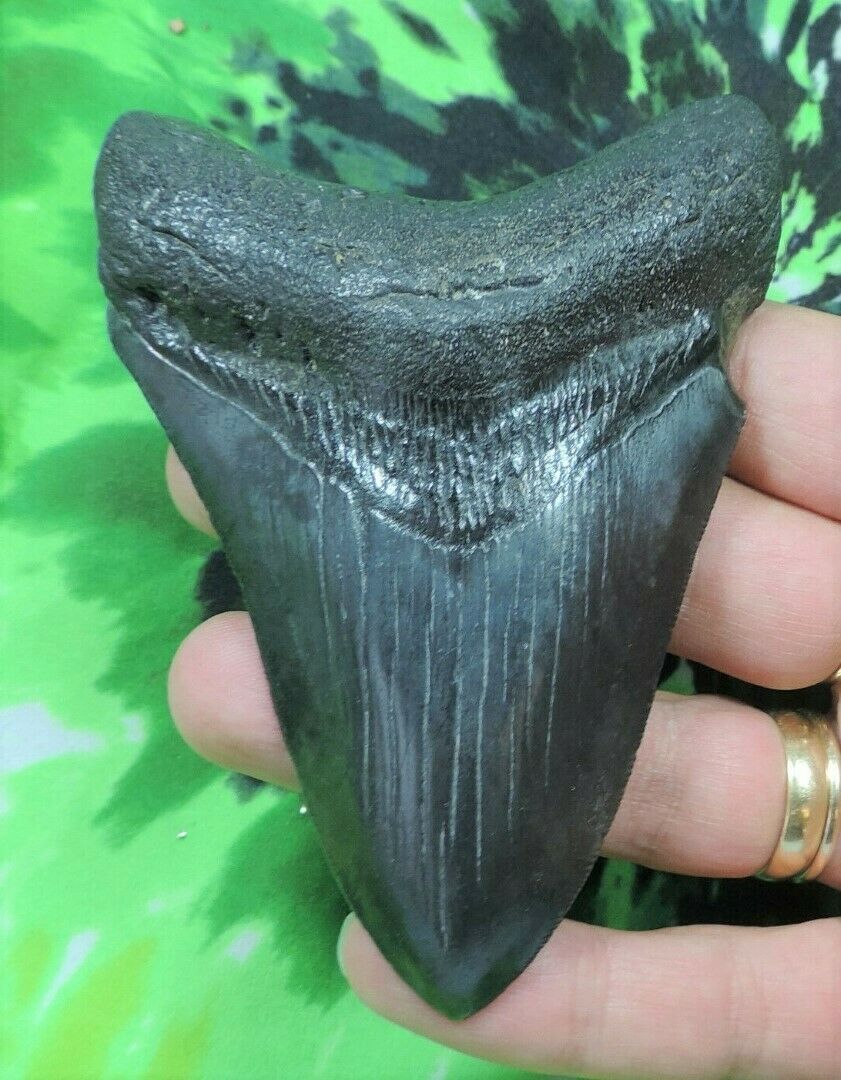 Megalodon Real Extinct Shark Tooth Genuine Serrated Large 4" Long