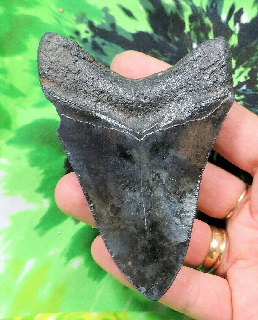 Megalodon Real Extinct Shark Tooth Genuine Serrated Large 4" Long