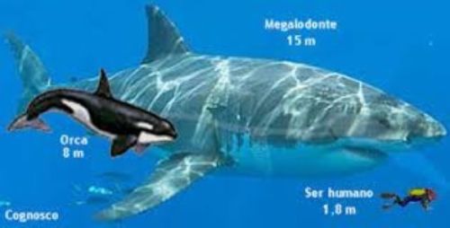 Megalodon Real Extinct Shark Tooth Genuine Serrated Large 4" Long