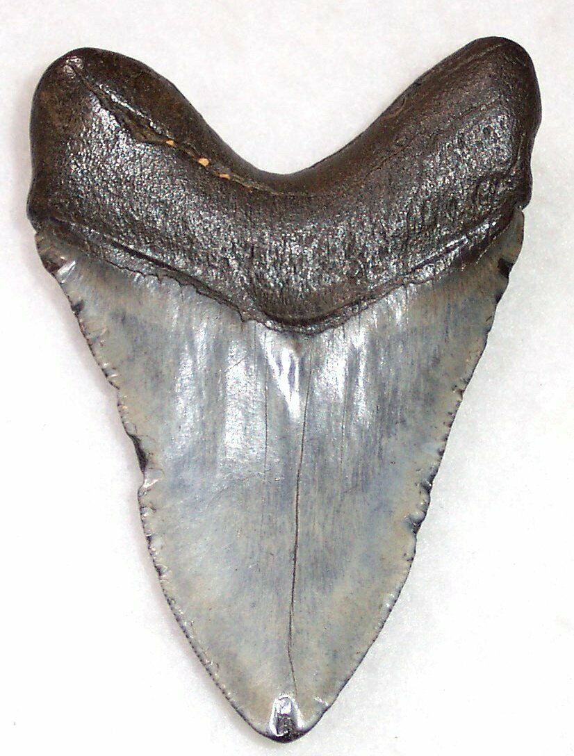 Megalodon Real Extinct Shark Tooth Genuine Serrated Large 4" Long