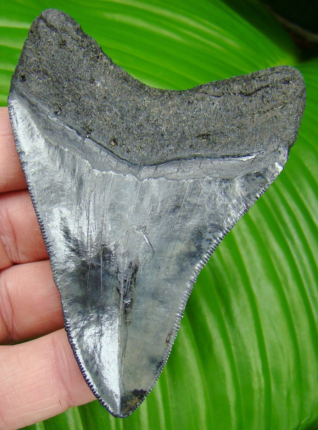 Megalodon Real Extinct Shark Tooth Genuine Serrated Large 4" Long