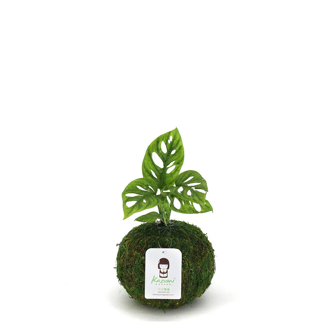 Monstera Adansonii | Moss Ball Kokedama Small