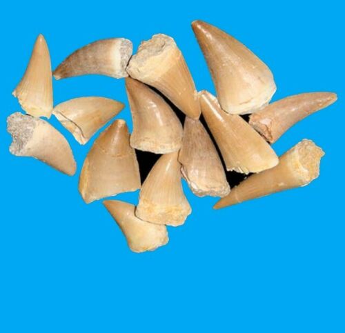 Mosasaurus Tooth 1 Inch Long Genuine Mosasaur Fossil