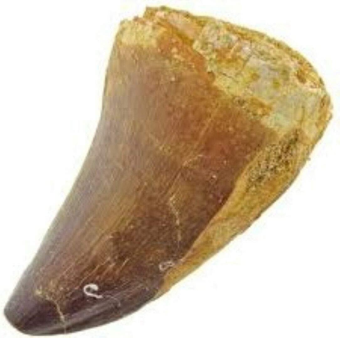 Mosasaurus Tooth 1 Inch Long Genuine Mosasaur Fossil