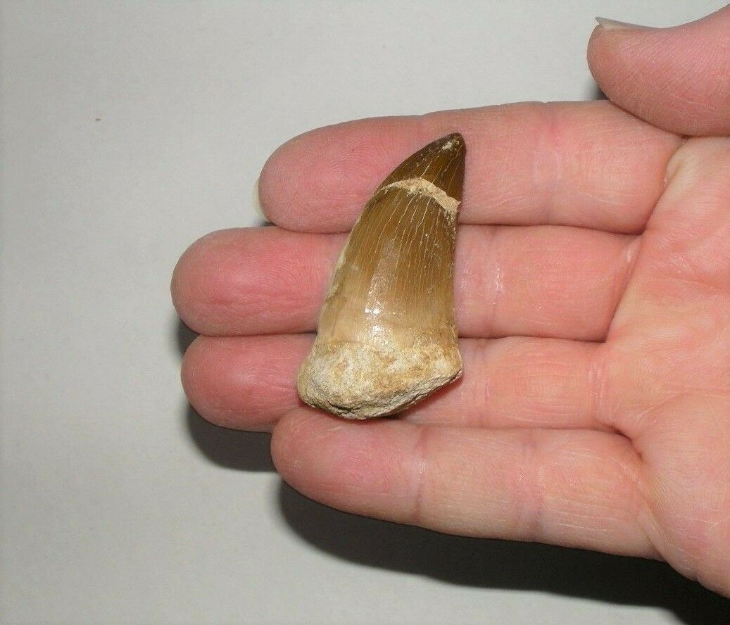 Mosasaurus Tooth 1 Inch Long Genuine Mosasaur Fossil