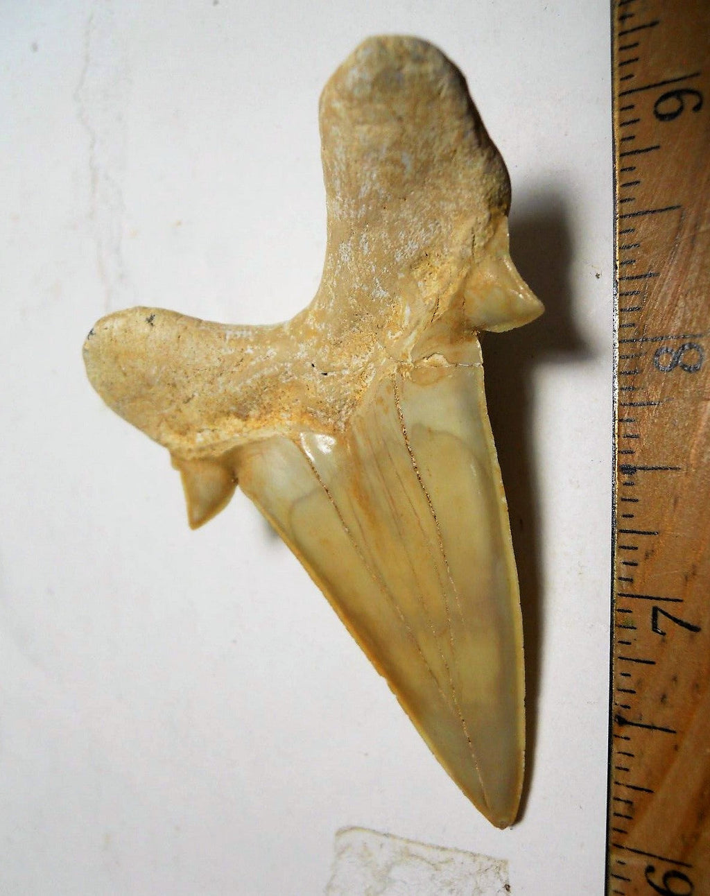 Otodus Extinct Giant Shark Tooth 3 Inches Long Genuine Fossil