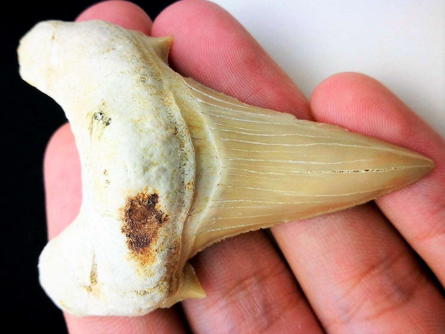 Otodus Extinct Giant Shark Tooth 3 Inches Long Genuine Fossil