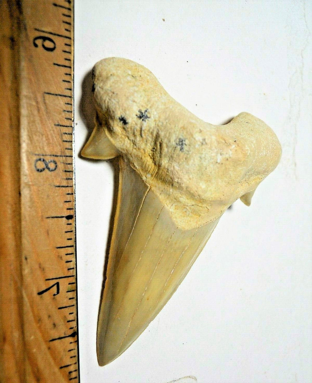 Otodus Extinct Giant Shark Tooth 3 Inches Long Genuine Fossil