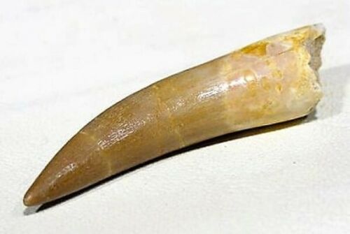 Plesiosaur Tooth Marine Reptile 1 1/2 Inches Long Genuine Fossil