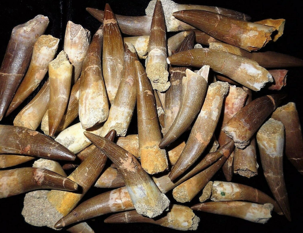 Elasmosaurus Tooth Marine Reptile 1 1/2 Inches Long Genuine Fossil