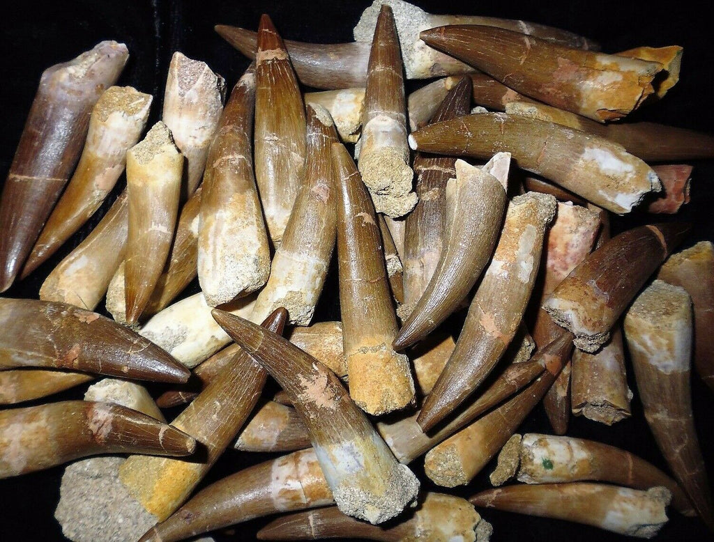 Plesiosaur Tooth Marine Reptile 1 1/2 Inches Long Genuine Fossil