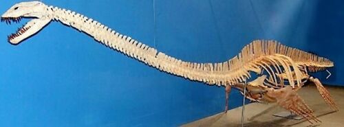 Elasmosaurus Tooth Marine Reptile 1 1/2 Inches Long Genuine Fossil