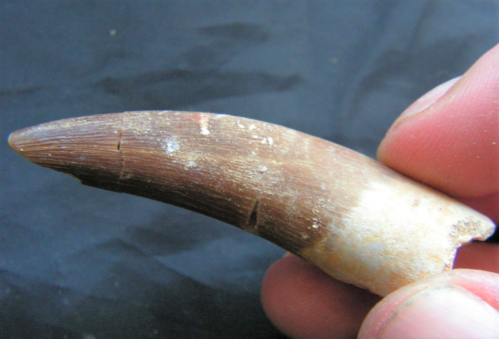 Elasmosaurus Tooth Marine Reptile 1 1/2 Inches Long Genuine Fossil